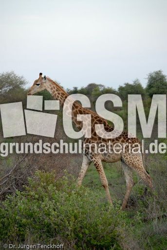 Giraffe (14 von 94).jpg